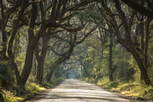 trees, botany bay, edisto, gravel roads, live oaks