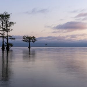 cypress trees, long exposure, lowcountry, lake, sunrise, trees