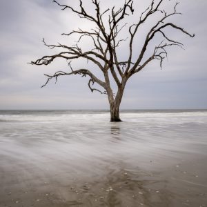 boneyard trees, treses, edisto island, botany bay, sunset, ocean, long exposure