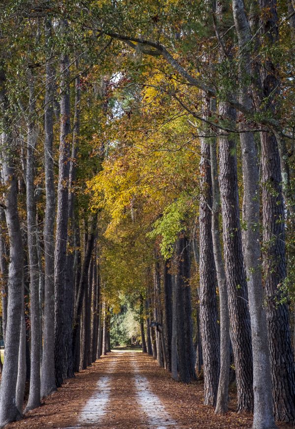 gravel road, trees, fall, lowcountry,