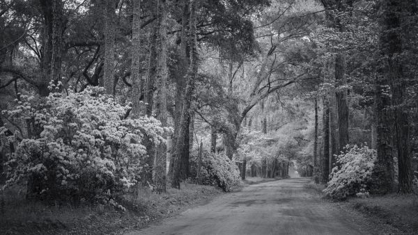 Lowcountry Spring